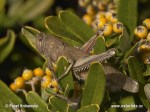 egyptian-locust-0654