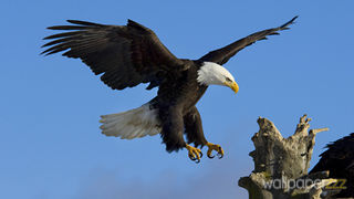 eagle