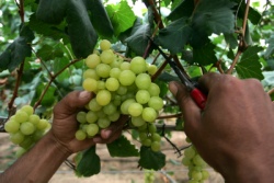 hayovelharvest