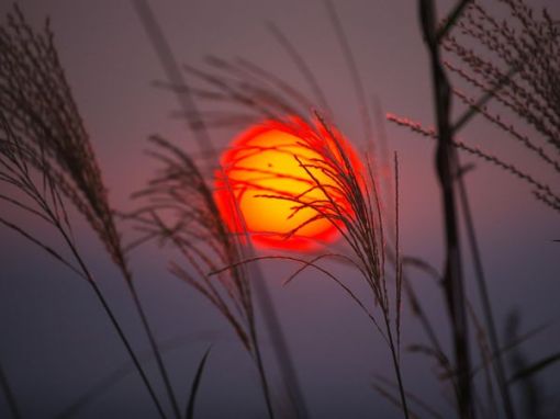 orange-sunset-yamashita_1476_600x450