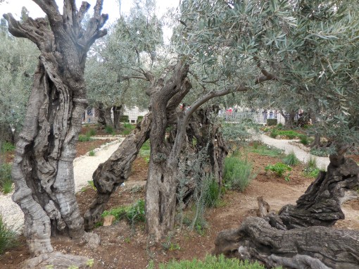 Gethsemane Feb 2015