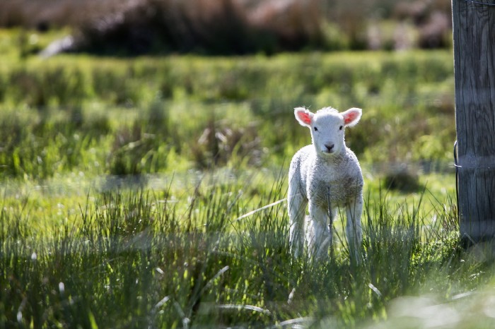 Lamb