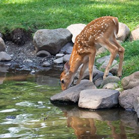 deer-by-pond