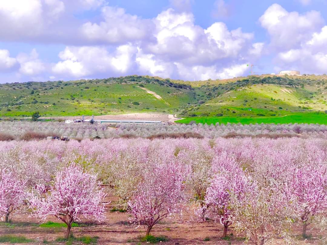 Almond blooms in Israel