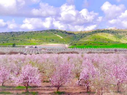 Almond blooms in Israel