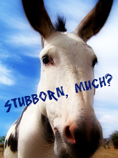 stubborn-post
