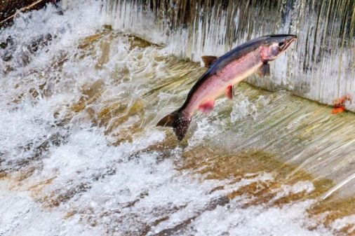 Depositphotos_61604747_l-2015-migrating-salmon-jumping-fish-ladder-at-Issaquah-Hatchery